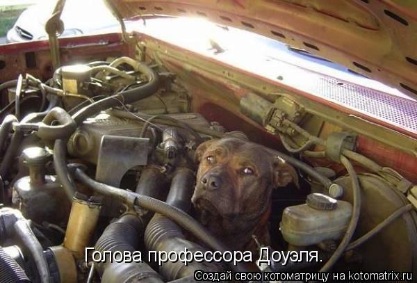 Голова профессора Доуэля.... Котоматрица: Голова профессора Доуэля.