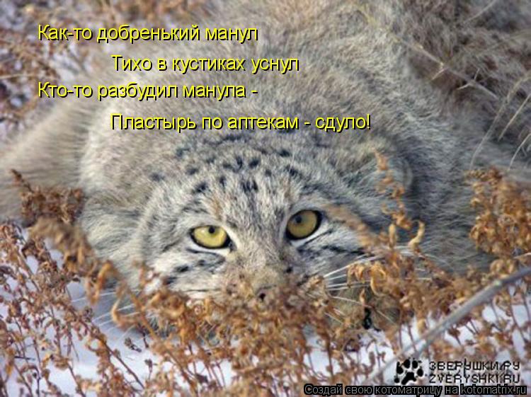 Как-то добренький манул Тихо в кустиках уснул Кто-то разбудил манула - Пластырь по аптекам - сдуло!... Котоматрица: Как-то добренький манул Тихо в кустиках уснул Кто-то разбудил манула - Пластырь по аптекам - сдуло!