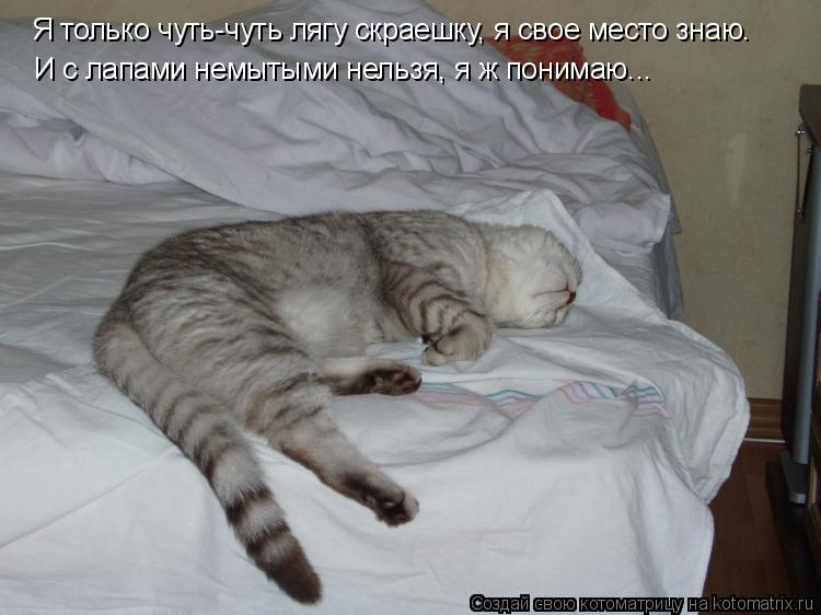 И с лапами немытыми нельзя, я ж понимаю... Я только чуть-чуть лягу скраешку, я свое место знаю.... Котоматрица: И с лапами немытыми нельзя, я ж понимаю... Я только чуть-чуть лягу скраешку, я свое место знаю.