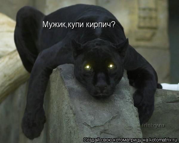 Мужик,купи кирпич?... Котоматрица: Мужик,купи кирпич?