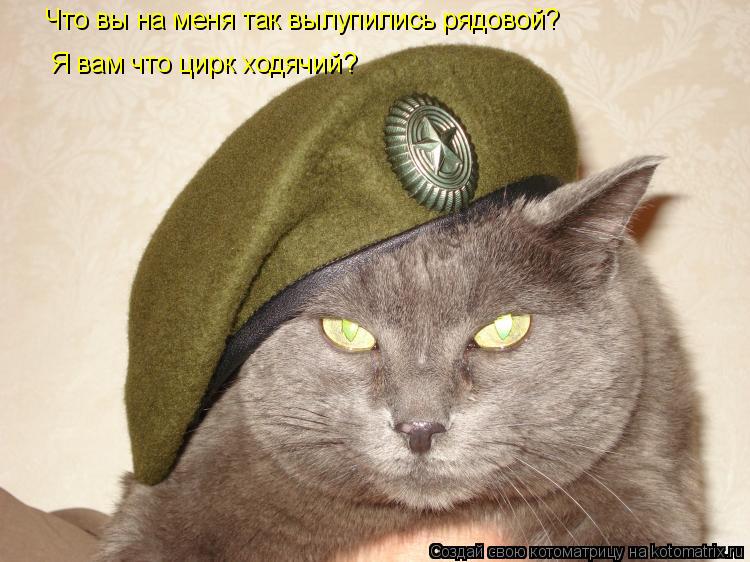 Что вы на меня так вылупились рядовой? Я вам что цирк ходячий?... Котоматрица: Что вы на меня так вылупились рядовой? Я вам что цирк ходячий?