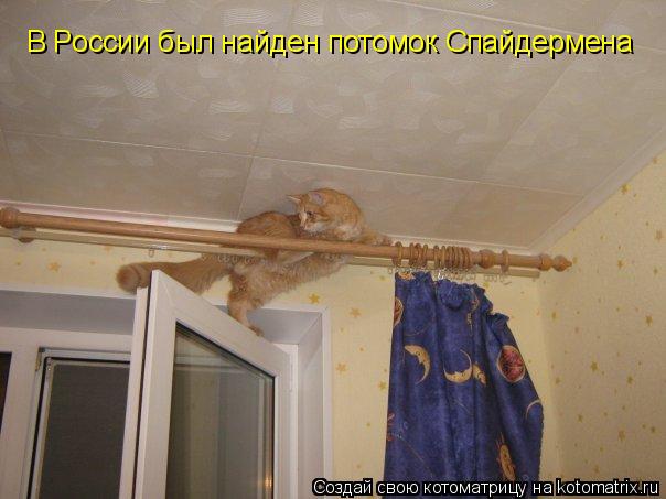 В России был найден потомок Спайдермена... Котоматрица: В России был найден потомок Спайдермена