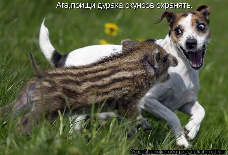 Ага,поищи дурака,скунсов охранять.... Котоматрица: Ага,поищи дурака,скунсов охранять.