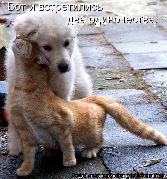 Вот и встретились два одиночества...... Котоматрица: Вот и встретились два одиночества...