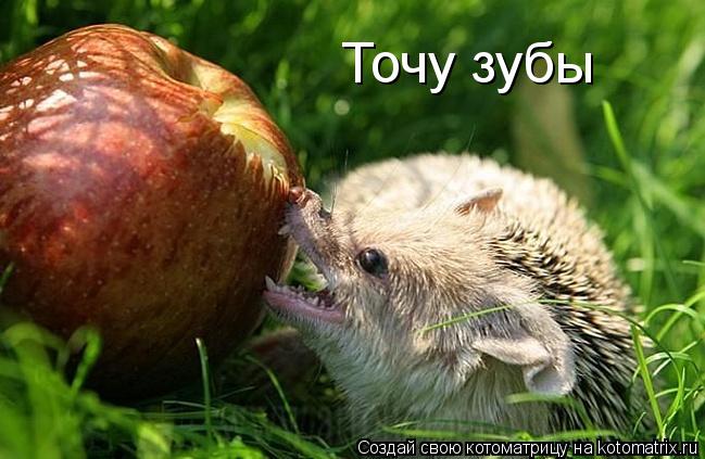 Точу зубы... Котоматрица: Точу зубы