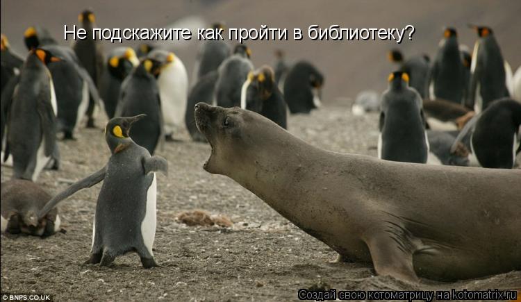 Не подскажите как пройти в библиотеку?... Котоматрица: Не подскажите как пройти в библиотеку?