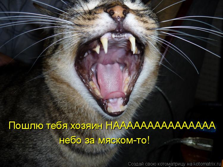 Пошлю тебя хозяин НААААААААААААААА небо за мяском-то!... Котоматрица: Пошлю тебя хозяин НААААААААААААААА небо за мяском-то!