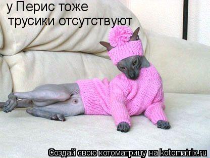 у Перис тоже трусики отсутствуют... Котоматрица: у Перис тоже трусики отсутствуют