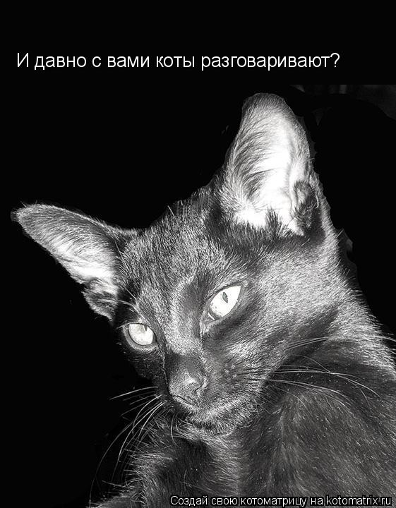 И давно с вами коты разговаривают?... Котоматрица: И давно с вами коты разговаривают?