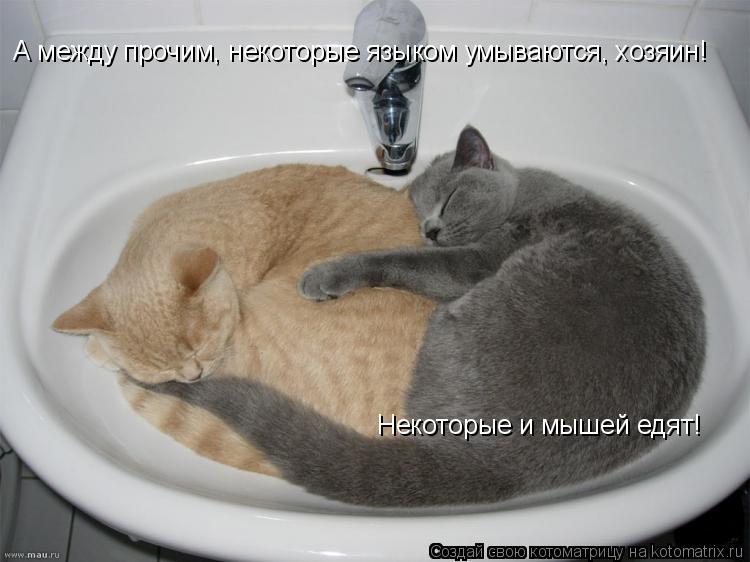 А между прочим, некоторые языком умываются, хозяин! А между прочим, некоторые языком умываются, хозя... Котоматрица: А между прочим, некоторые языком умываются, хозяин! А между прочим, некоторые языком умываются, хозяин! Некоторые и мышей едят!