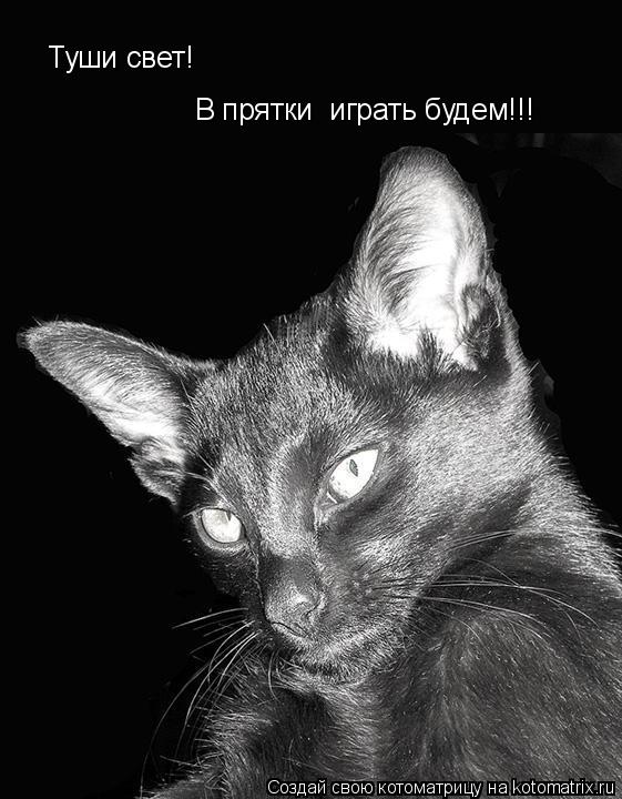 Туши свет! В прятки играть будем!!!... Котоматрица: Туши свет! В прятки играть будем!!!