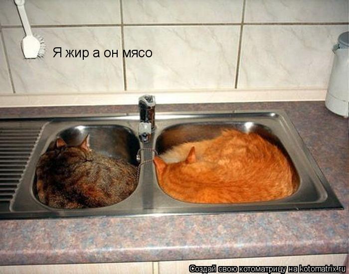 Я жир а он мясо... Котоматрица: Я жир а он мясо