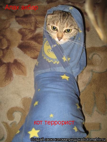 Алах акбар кот террорист... Котоматрица: Алах акбар кот террорист