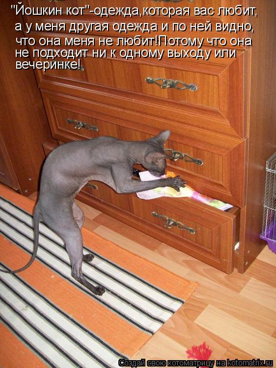 "Йошкин кот"-одежда,которая вас любит, а у меня другая одежда и по ней видно, что она меня не любит!П... Котоматрица: "Йошкин кот"-одежда,которая вас любит, а у меня другая одежда и по ней видно, что она меня не любит!Потому что она не подходит ни к одному выхо