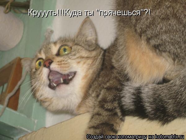 Круууть!!!Куда ты "прячешься"?!... Котоматрица: Круууть!!!Куда ты "прячешься"?!