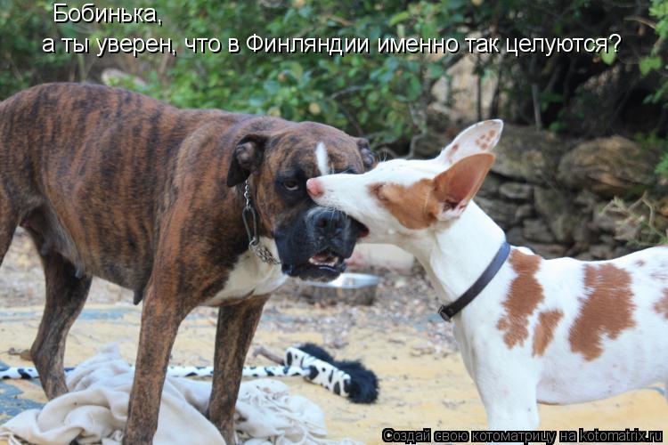 Бобинька, а ты уверен, что в Финляндии именно так целуются?... Котоматрица: Бобинька, а ты уверен, что в Финляндии именно так целуются?