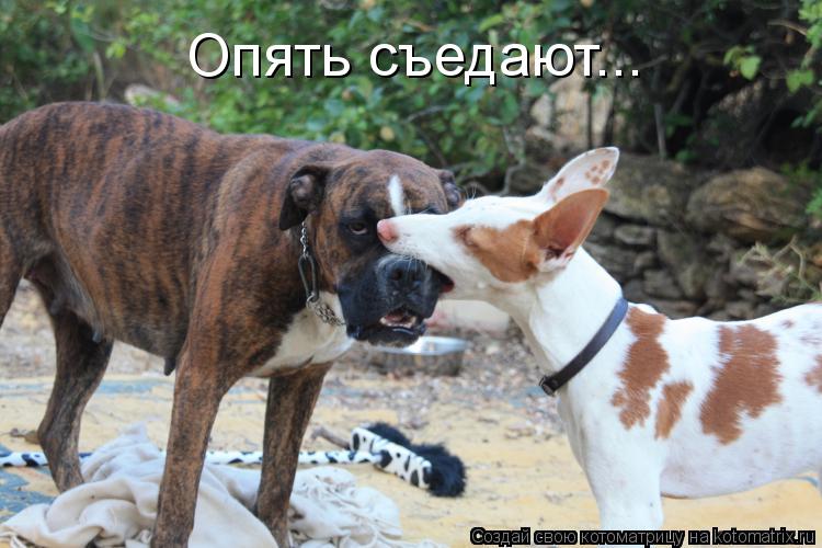 Опять съедают...... Котоматрица: Опять съедают...