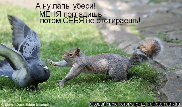 А ну лапы убери! МЕНЯ погладишь - потом СЕБЯ не отстираешь!... Котоматрица: А ну лапы убери! МЕНЯ погладишь - потом СЕБЯ не отстираешь!