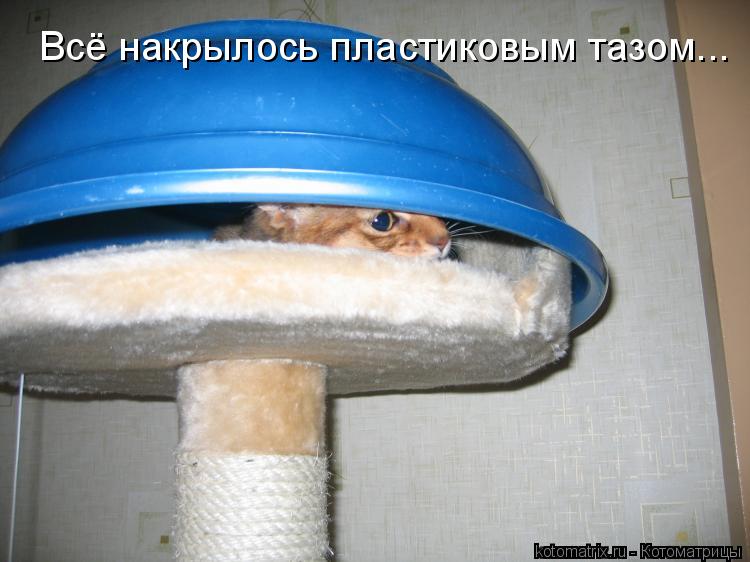 Всё накрылось пластиковым тазом...... Котоматрица: Всё накрылось пластиковым тазом...