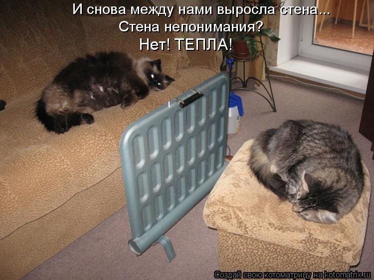 Котоматрица: И снова между нами выросла стена... Стена непонимания?  Нет! ТЕПЛА!
