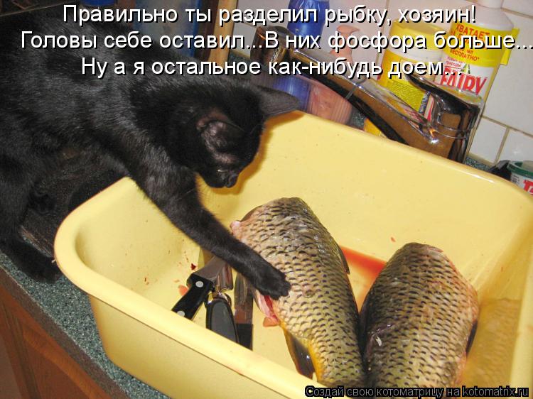 Котоматрица: Правильно ты разделил рыбку, хозяин! Головы себе оставил...В них фосфора больше... Ну а я остальное как-нибудь доем...
