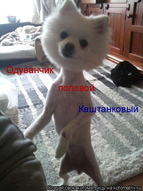 Каштанковый полевой Одуванчик... Котоматрица: Каштанковый полевой Одуванчик