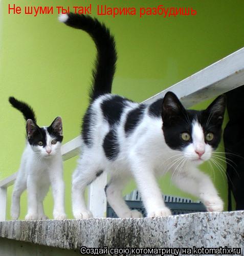 Не шуми ты так! Шарика разбудишь... Котоматрица: Не шуми ты так! Шарика разбудишь