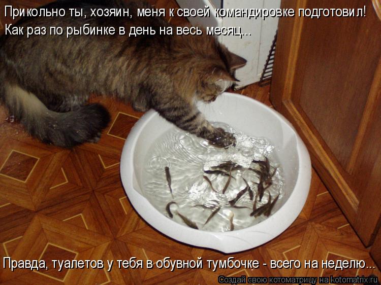 Прикольно ты, хозяин, меня к своей командировке подготовил! Как раз по рыбинке в день на весь месяц..... Котоматрица: Прикольно ты, хозяин, меня к своей командировке подготовил! Как раз по рыбинке в день на весь месяц... Правда, туалетов у тебя в обувной тумбо