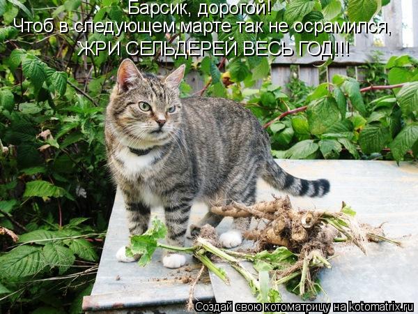 Барсик, дорогой! Чтоб в следующем марте так не осрамился, ЖРИ СЕЛЬДЕРЕЙ ВЕСЬ ГОД!!!... Котоматрица: Барсик, дорогой! Чтоб в следующем марте так не осрамился, ЖРИ СЕЛЬДЕРЕЙ ВЕСЬ ГОД!!!