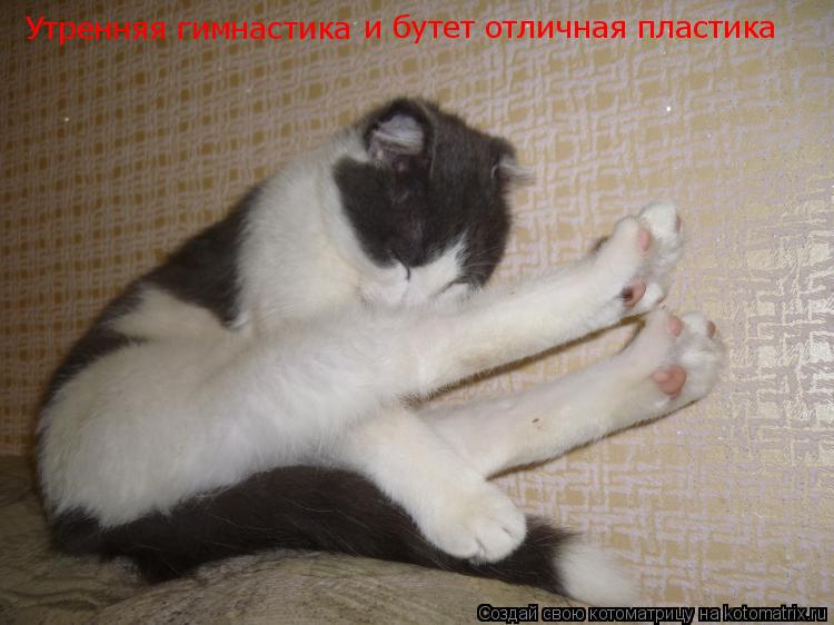 Утренняя гимнастика и бутет отличная пластика... Котоматрица: Утренняя гимнастика и бутет отличная пластика