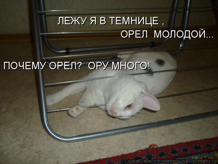 ЛЕЖУ Я В ТЕМНИЦЕ , ОРЕЛ МОЛОДОЙ... ПОЧЕМУ ОРЕЛ? ОРУ МНОГО!... Котоматрица: ЛЕЖУ Я В ТЕМНИЦЕ , ОРЕЛ МОЛОДОЙ... ПОЧЕМУ ОРЕЛ? ОРУ МНОГО!