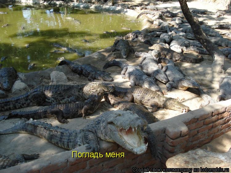 Погладь меня... Котоматрица: Погладь меня
