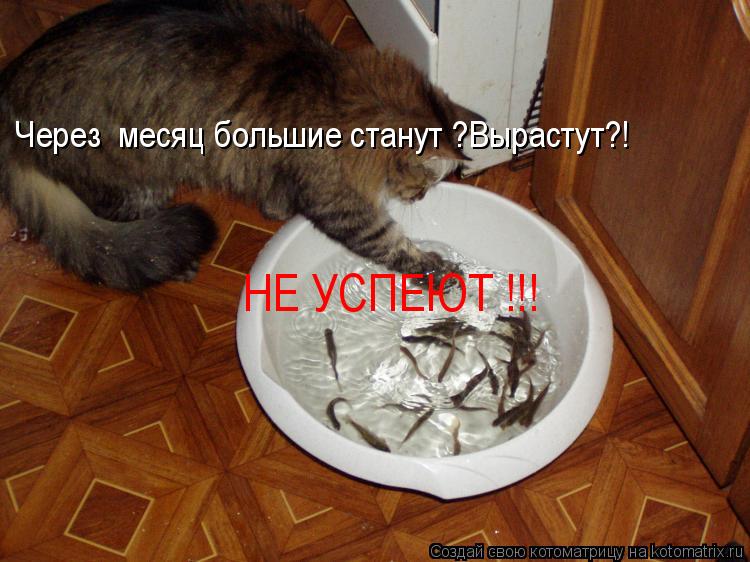 Через месяц большие станут ?Вырастут?! НЕ УСПЕЮТ !!!... Котоматрица: Через месяц большие станут ?Вырастут?! НЕ УСПЕЮТ !!!