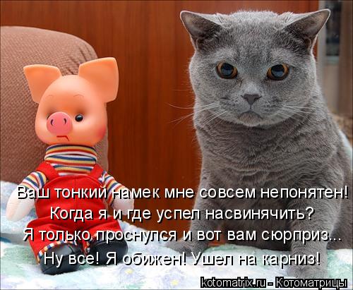 Ваш тонкий намек мне совсем непонятен! Когда я и где успел насвинячить? Я только проснулся и вот вам ... Котоматрица: Ваш тонкий намек мне совсем непонятен! Когда я и где успел насвинячить? Я только проснулся и вот вам сюрприз... Ну все! Я обижен! Ушел на карни