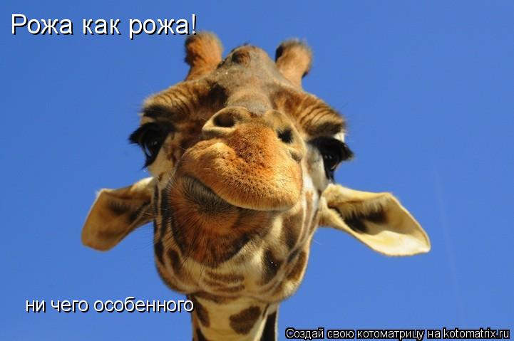 ни чего особенного Рожа как рожа!... Котоматрица: ни чего особенного Рожа как рожа!