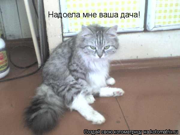 Надоела мне ваша дача!... Котоматрица: Надоела мне ваша дача!