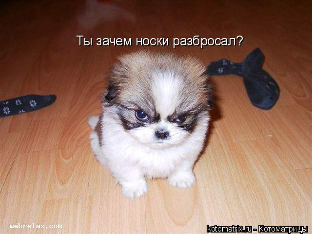 Ты зачем носки разбросал?... Котоматрица: Ты зачем носки разбросал?