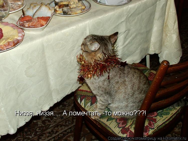 Низзя, низзя.... А помечтать -то можно???!... Котоматрица: Низзя, низзя.... А помечтать -то можно???!