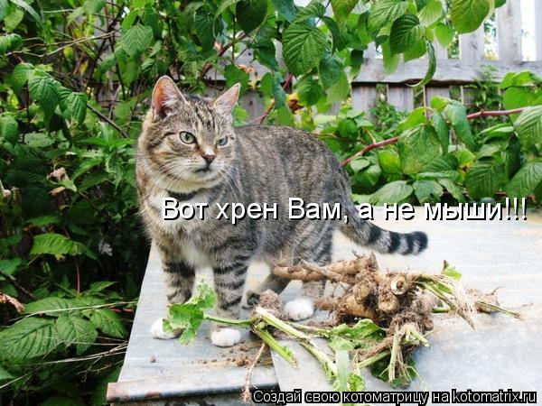 Вот хрен Вам, а не мыши!!!... Котоматрица: Вот хрен Вам, а не мыши!!!
