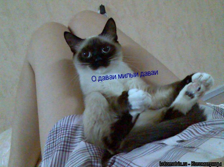 О даваи милыи даваи... Котоматрица: О даваи милыи даваи
