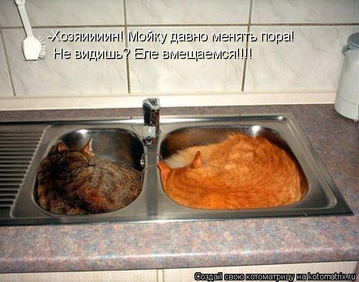-Хозяиииин! Мойку давно менять пора! Не видишь? Еле вмещаемся!!!!... Котоматрица: -Хозяиииин! Мойку давно менять пора! Не видишь? Еле вмещаемся!!!!