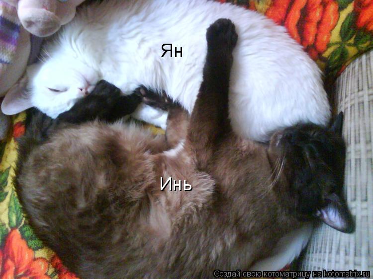 Инь Ян... Котоматрица: Инь Ян