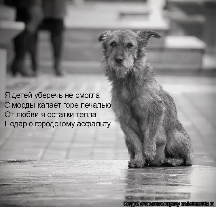 Я детей уберечь не смогла С морды капает горе печалью От любви я остатки тепла Подарю городскому асфа... Котоматрица: Я детей уберечь не смогла С морды капает горе печалью От любви я остатки тепла Подарю городскому асфальту