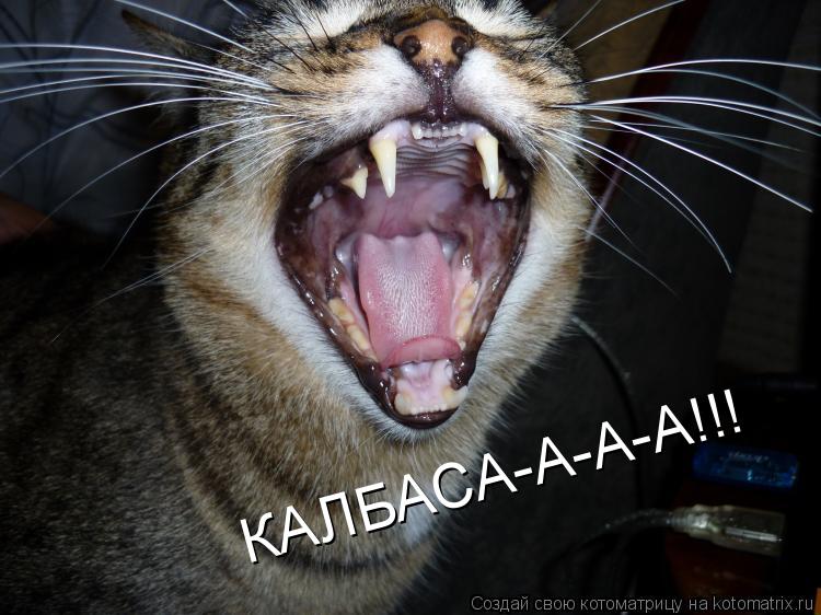 КАЛБАСА-А-А-А!!!... Котоматрица: КАЛБАСА-А-А-А!!!