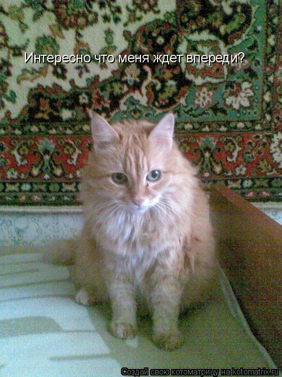 Интересно что меня ждет впереди?... Котоматрица: Интересно что меня ждет впереди?