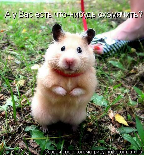 А у Вас есть что-нибудь схомячить?... Котоматрица: А у Вас есть что-нибудь схомячить?