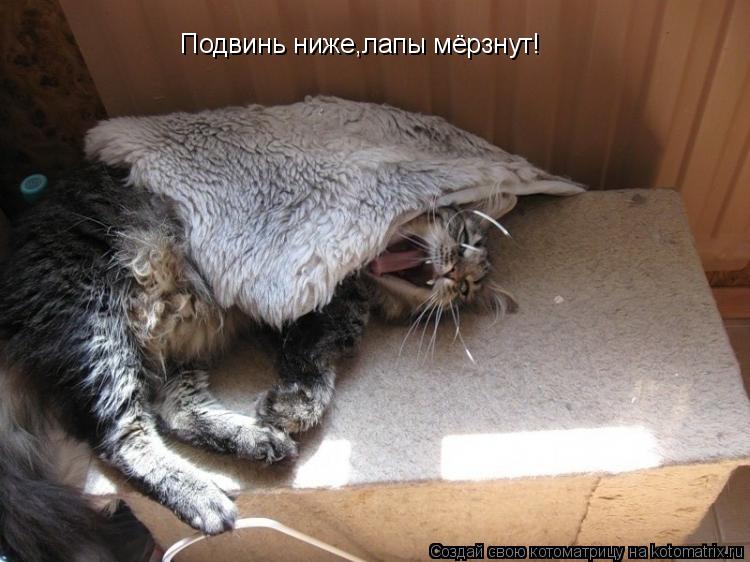 Подвинь ниже,лапы мёрзнут!... Котоматрица: Подвинь ниже,лапы мёрзнут!