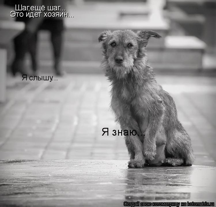 Шаг,ещё шаг... Это идет хозяин... Я слышу... Я знаю...... Котоматрица: Шаг,ещё шаг... Это идет хозяин... Я слышу... Я знаю...