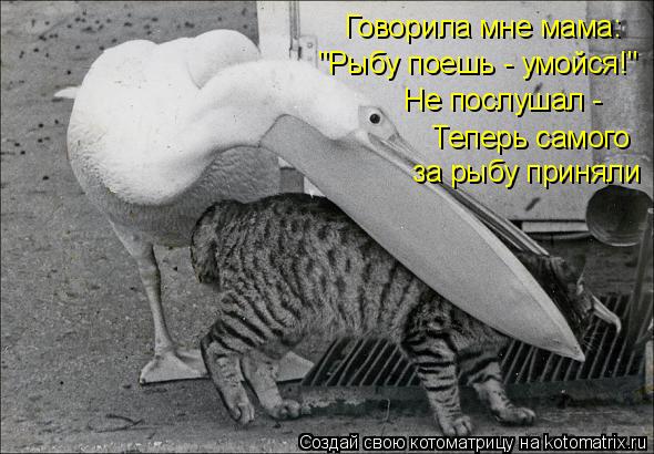 Говорила мне мама: "Рыбу поешь - умойся!" Не послушал - Теперь самого за рыбу приняли... Котоматрица: Говорила мне мама: "Рыбу поешь - умойся!" Не послушал - Теперь самого за рыбу приняли