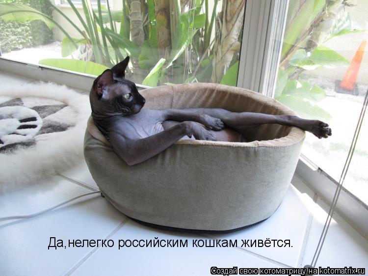 Да,нелегко российским кошкам живётся.... Котоматрица: Да,нелегко российским кошкам живётся.